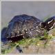 Черепаха килеватая мускусная, или килеспинная замыкающаяся Рацион мускусной черепахи