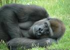 Сколько весит взрослая горилла