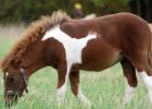 Общая характеристика окраса пегой масти лошадей
