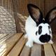 Описание кроликов породы немецкий пестрый великан Немецкий строкач кролики описание характеристика