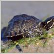 Черепаха килеватая мускусная, или килеспинная замыкающаяся Рацион мускусной черепахи
