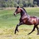 Описание лошадей породы русская рысистая