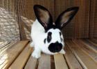 Описание кроликов породы немецкий пестрый великан Немецкий строкач кролики описание характеристика