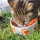 Чем кормить кота в домашних условиях?