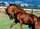 Туркменский скакун — ахалтекинская лошадь, описание породы Ахалтекинец золотой