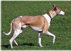 Характеристика собак породы уиппет с отзывами и фото Малая английская борзая