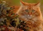 Самые яркие породы рыжих кошек: описание, характер, фото