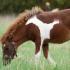 Общая характеристика окраса пегой масти лошадей