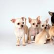 Крошечное чудо — породы маленьких собак с фото, названием и описанием
